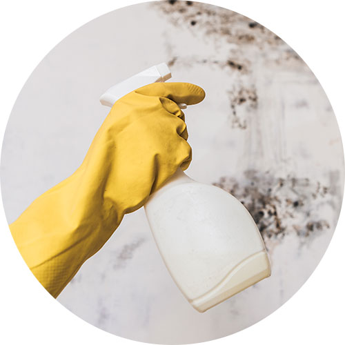 Mildew Removal | Carpet Clean Expert